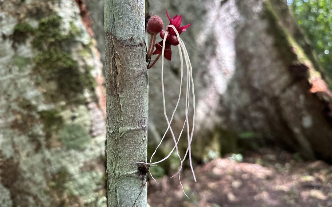 The Amazonian rain forests of Santarem, Brasil