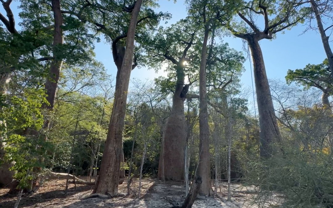 The Ancient Baobab Tree Forest in Madagascar’s majestic Northern region