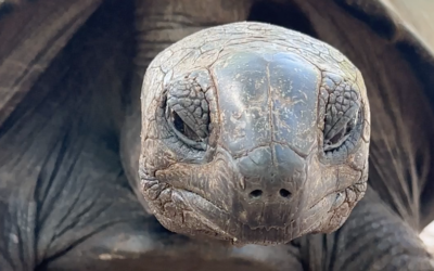 Re-building the Giant Tortoise population in Northern Madagascar