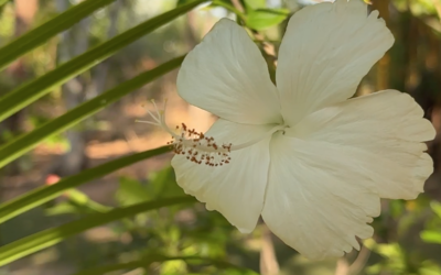 The majestic beauty of just a few of the plant life in Madagascar