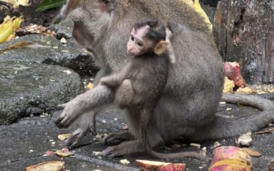 The Monkey Temple in Ubud, Bali