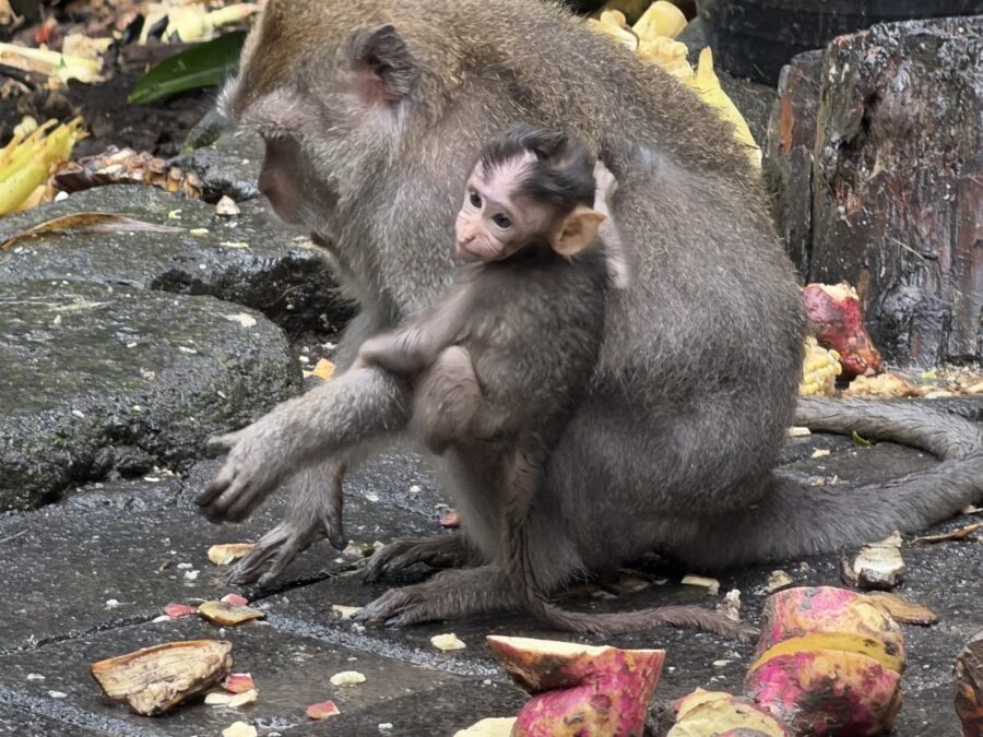 The Monkey Temple in Ubud, Bali