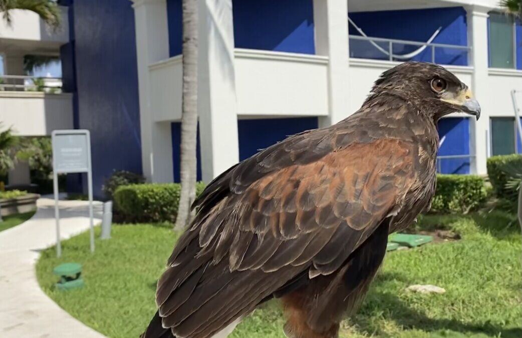 The Hawk on Patrol at a Mexican Resort