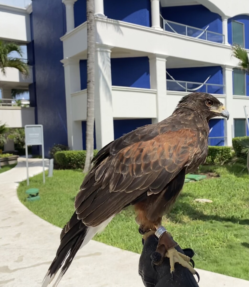 A Harris's hawk perched on a falconer's glove in front of a resort building in Mexico